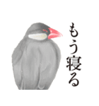 渋い文鳥（個別スタンプ：5）