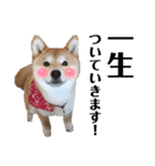 芝犬アキナと暮らす（個別スタンプ：1）