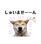 芝犬アキナと暮らす（個別スタンプ：3）