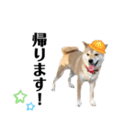 芝犬アキナと暮らす（個別スタンプ：4）