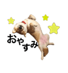 芝犬アキナと暮らす（個別スタンプ：7）