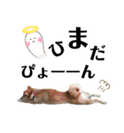 芝犬アキナと暮らす（個別スタンプ：8）