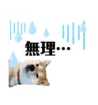 芝犬アキナと暮らす（個別スタンプ：9）