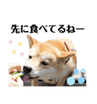 芝犬アキナと暮らす（個別スタンプ：10）