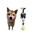 芝犬アキナと暮らす（個別スタンプ：12）