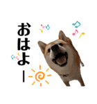 芝犬アキナと暮らす（個別スタンプ：13）