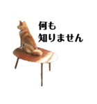 芝犬アキナと暮らす（個別スタンプ：15）