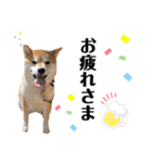 芝犬アキナと暮らす（個別スタンプ：16）