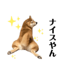 芝犬アキナと暮らす（個別スタンプ：17）