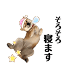 芝犬アキナと暮らす（個別スタンプ：19）