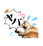 芝犬アキナと暮らす（個別スタンプ：20）