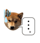 芝犬アキナと暮らす（個別スタンプ：21）