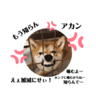 芝犬アキナと暮らす（個別スタンプ：22）