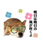芝犬アキナと暮らす（個別スタンプ：23）