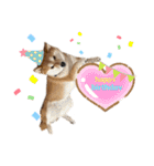 芝犬アキナと暮らす（個別スタンプ：24）