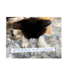 うちのねこーズ4（個別スタンプ：2）