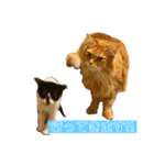 うちのねこーズ4（個別スタンプ：3）