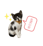 うちのねこーズ4（個別スタンプ：4）