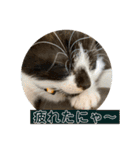 うちのねこーズ4（個別スタンプ：6）