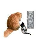 うちのねこーズ4（個別スタンプ：8）