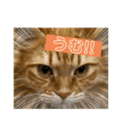 うちのねこーズ4（個別スタンプ：12）
