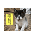 うちのねこーズ4（個別スタンプ：13）