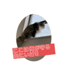 うちのねこーズ4（個別スタンプ：14）