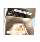 うちのねこーズ4（個別スタンプ：15）