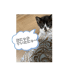 うちのねこーズ4（個別スタンプ：16）