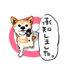 柴犬のクマ子 だいたい敬語スタンプ（個別スタンプ：7）