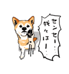 柴犬のクマ子 だいたい敬語スタンプ（個別スタンプ：8）