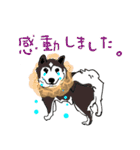 柴犬のクマ子 だいたい敬語スタンプ（個別スタンプ：10）