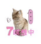 うちの子たち  その2（個別スタンプ：13）