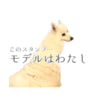 毎日使える、愛あふれるしろいいぬ。（個別スタンプ：24）