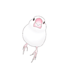 うちの白文鳥 【文字無しバージョン】（個別スタンプ：1）