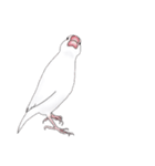 うちの白文鳥 【文字無しバージョン】（個別スタンプ：3）