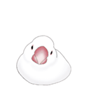 うちの白文鳥 【文字無しバージョン】（個別スタンプ：6）