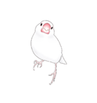 うちの白文鳥 【文字無しバージョン】（個別スタンプ：9）