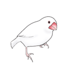 うちの白文鳥 【文字無しバージョン】（個別スタンプ：12）