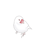 うちの白文鳥 【文字無しバージョン】（個別スタンプ：13）