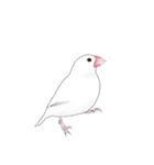 うちの白文鳥 【文字無しバージョン】（個別スタンプ：14）