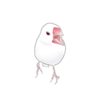 うちの白文鳥 【文字無しバージョン】（個別スタンプ：16）