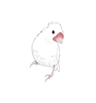 うちの白文鳥 【文字無しバージョン】（個別スタンプ：17）