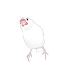 うちの白文鳥 【文字無しバージョン】（個別スタンプ：22）