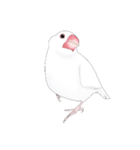 うちの白文鳥 【文字無しバージョン】（個別スタンプ：23）