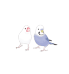 うちの白文鳥 【文字無しバージョン】（個別スタンプ：24）