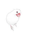 うちの白文鳥 【文字無しバージョン】（個別スタンプ：26）