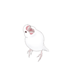 うちの白文鳥 【文字無しバージョン】（個別スタンプ：29）