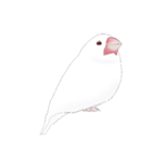 うちの白文鳥 【文字無しバージョン】（個別スタンプ：30）