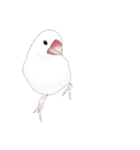 うちの白文鳥 【文字無しバージョン】（個別スタンプ：37）